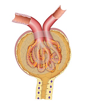 Nephron bowman`s capsule structure photo